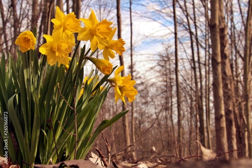 Daffodils in the Woods