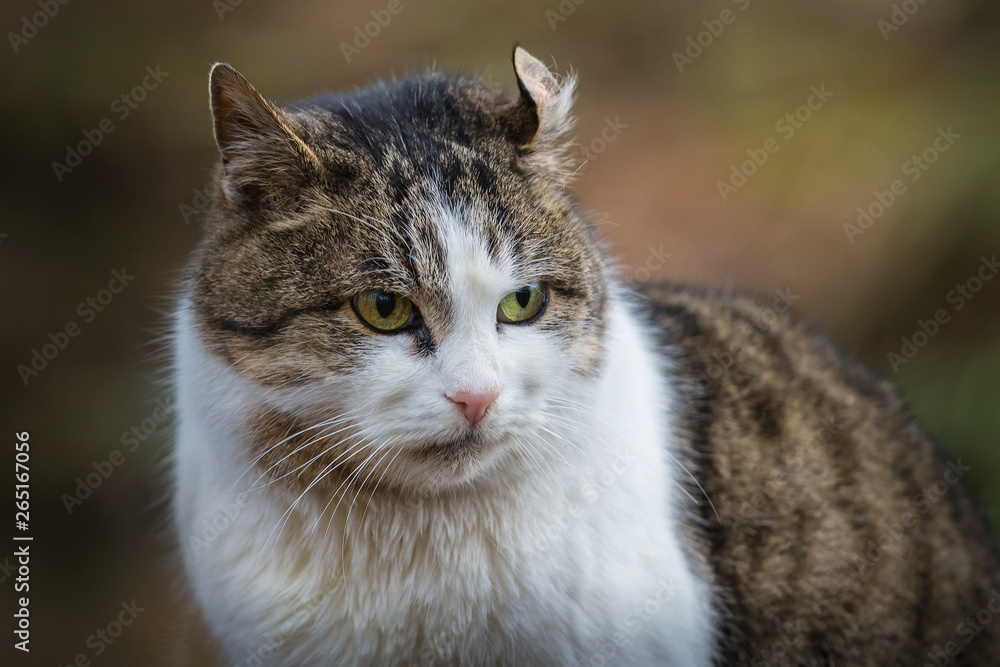 The wild cat in a  park. Background for desing.