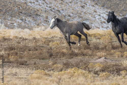 Fototapeta Naklejka Na Ścianę i Meble -  Wild Horses in Utah in winter