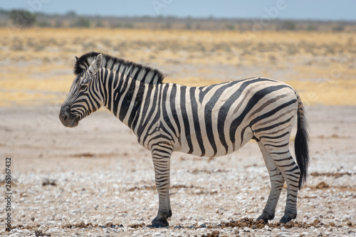 Namibia, Zebra, Etosha 