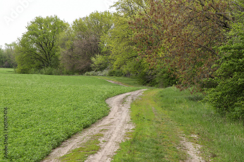 The path along the field leading to the forest, horizontal photo