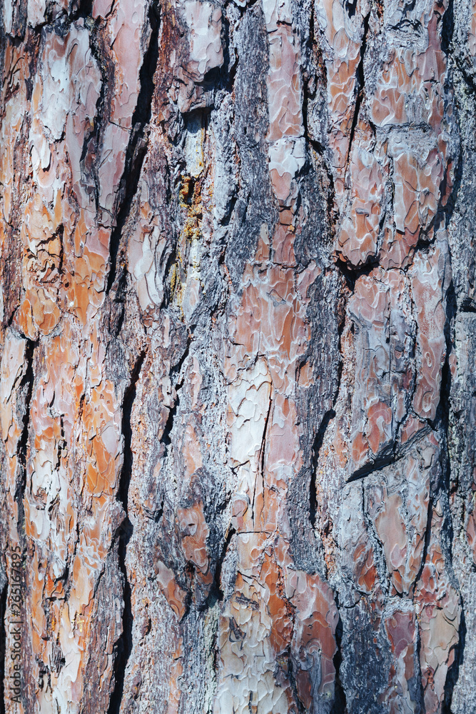 The texture of the tree bark. Pine. Background The texture of the tree bark. Pine. Background