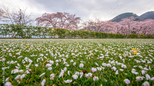 Fototapeta Naklejka Na Ścianę i Meble -  Pink flowers or cherry blossom and tree,Cherry blossom petals on green grass  ground