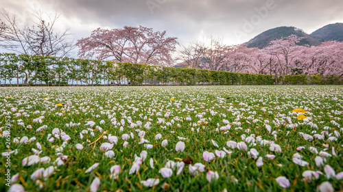 Pink flowers or cherry blossom and tree,Cherry blossom petals on green grass ground