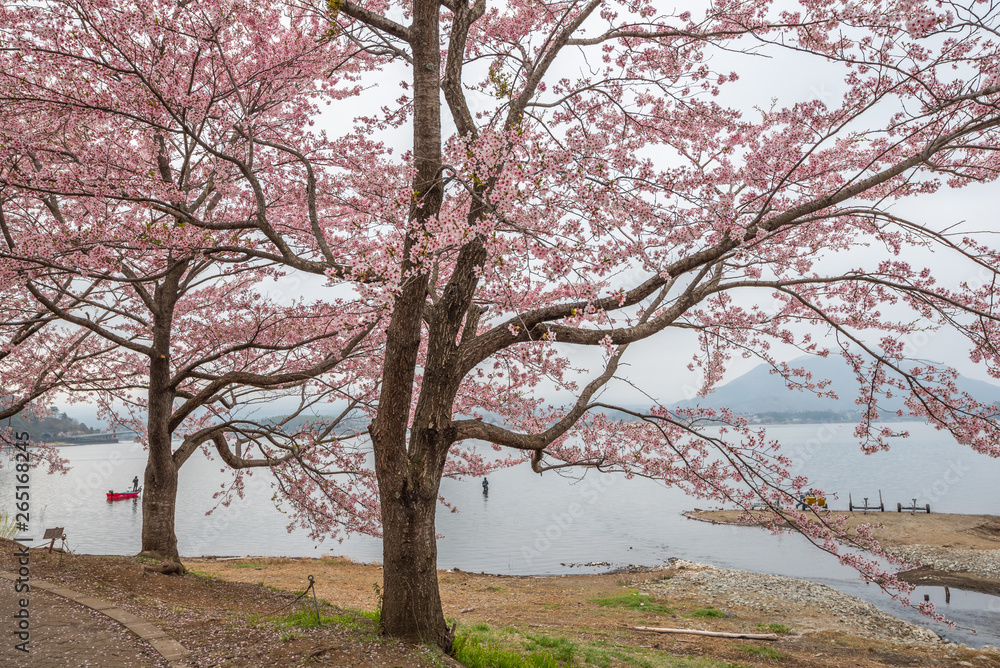 Cherry blossoms along walking path at Kawaguchiko Lake Cherry blossoms along walking path at Kawaguchiko Lake