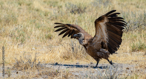 Namibia  Vulture  desert