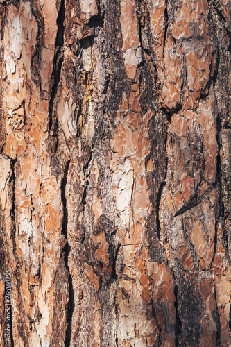The texture of the tree bark. Pine. Background