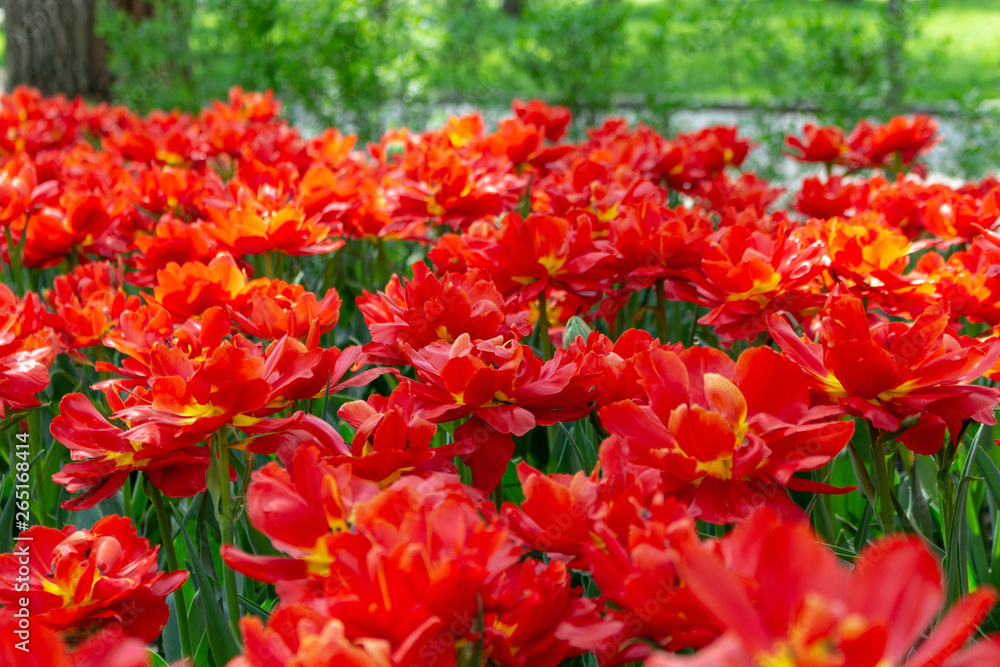 Picturesque red coral tulips fresh flowers at a blurry soft focus background close up bokeh Picturesque red coral tulips fresh flowers at a blurry soft focus background close up bokeh