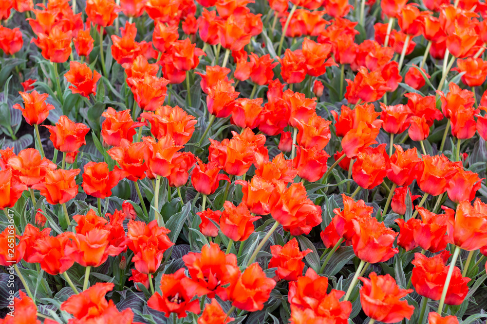 Picturesque red coral tulips fresh flowers at a blurry soft focus background close up bokeh