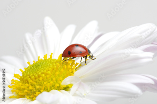 Ladybug on chamomiles
