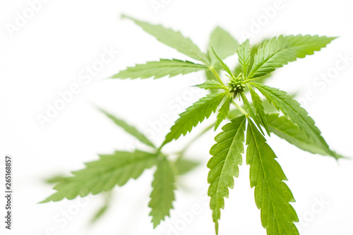 Young green shoots of hemp on a light background