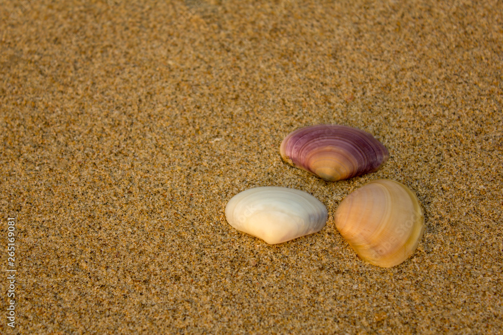 white purple yellow shells close-up on blurred yellow sand white purple yellow shells close-up on blurred yellow sand