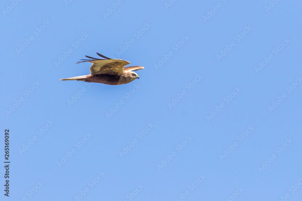 Western marsh harrier (Circus aeriginosus)