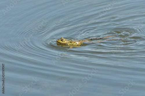 frog floating on pond surface close up detail