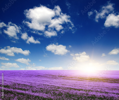 colorful flowers over blue sky