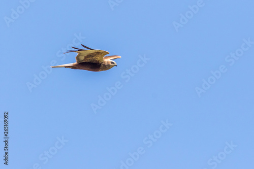 Western marsh harrier (Circus aeriginosus) photo