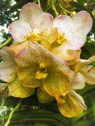  orchid they are one of the most popular. Phalaenopsis amabilis, commonly known  as the moon orchid or angrek bulan,  is a species of flowering plant in  the orchid family Orchidaceae photo
