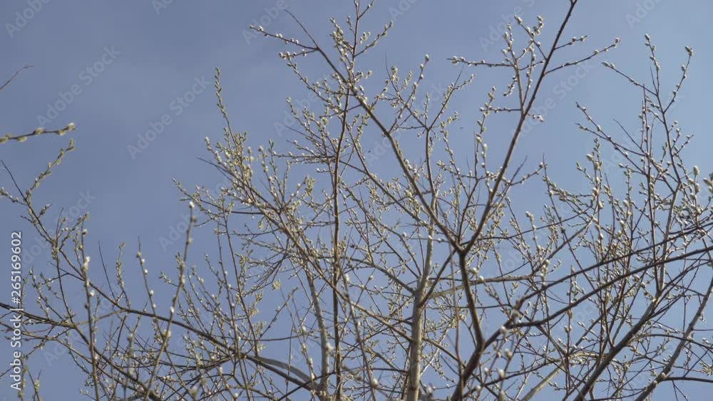 The branches of a tree with fresh buds swaying in the wind against the blue sky. Concept: spring, new life, freshness. 4K The branches of a tree with fresh buds swaying in the wind against the blue sky. Concept: spring, new life, freshness. 4K