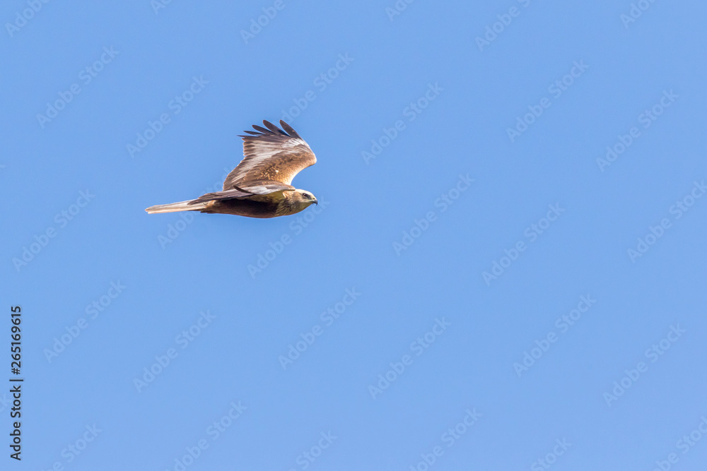 Western marsh harrier (Circus aeriginosus)