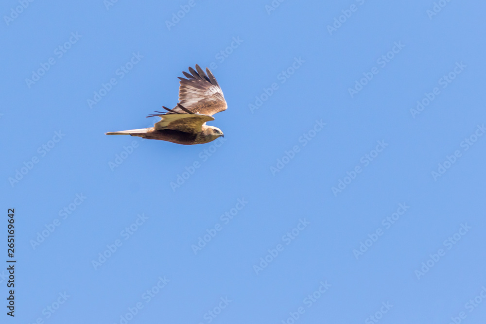 Western marsh harrier (Circus aeriginosus)