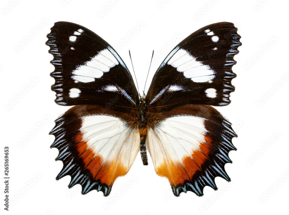 Fototapeta premium Hypolimnas dexithea on white background