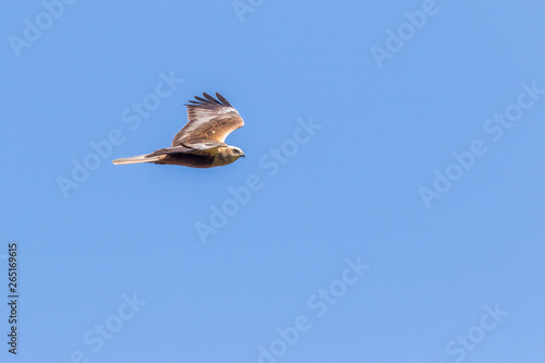 Obraz na płótnie Western marsh harrier (Circus aeriginosus) w salonie