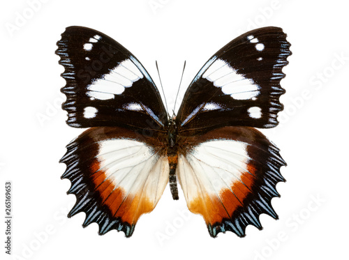 Hypolimnas dexithea on white background