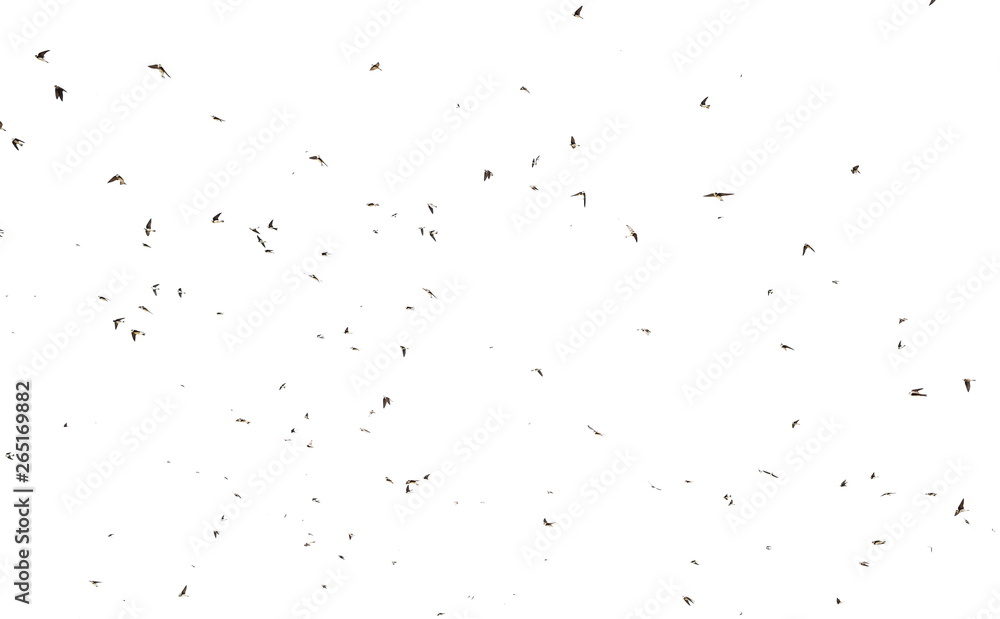 Fototapeta premium Flock of birds swallows Sand Martin isolated on white background and texture, clipping path