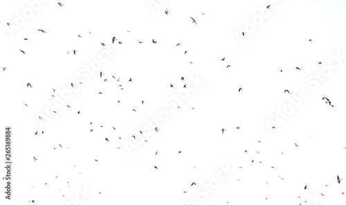 Flock of birds swallows Sand Martin isolated on white background and texture, clipping path