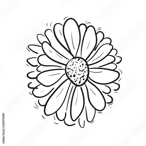 Hand drawn line art daisy flower. illustration. White background, isolated.  Black daisy drawing. Doodle sketch.