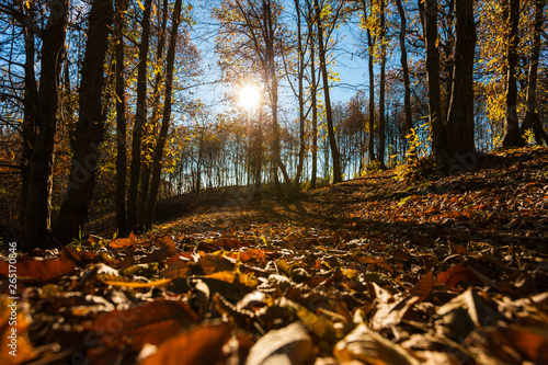 Tableau sur toile Landscape / Autumn