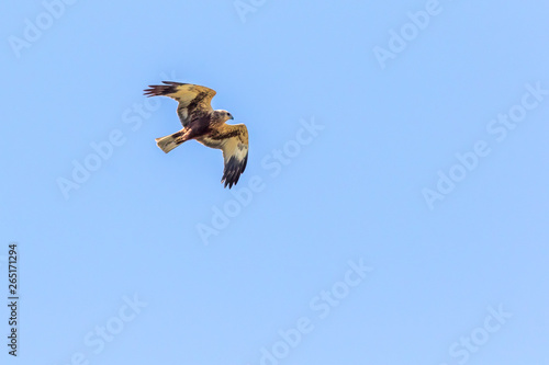 Western marsh harrier (Circus aeriginosus) photo