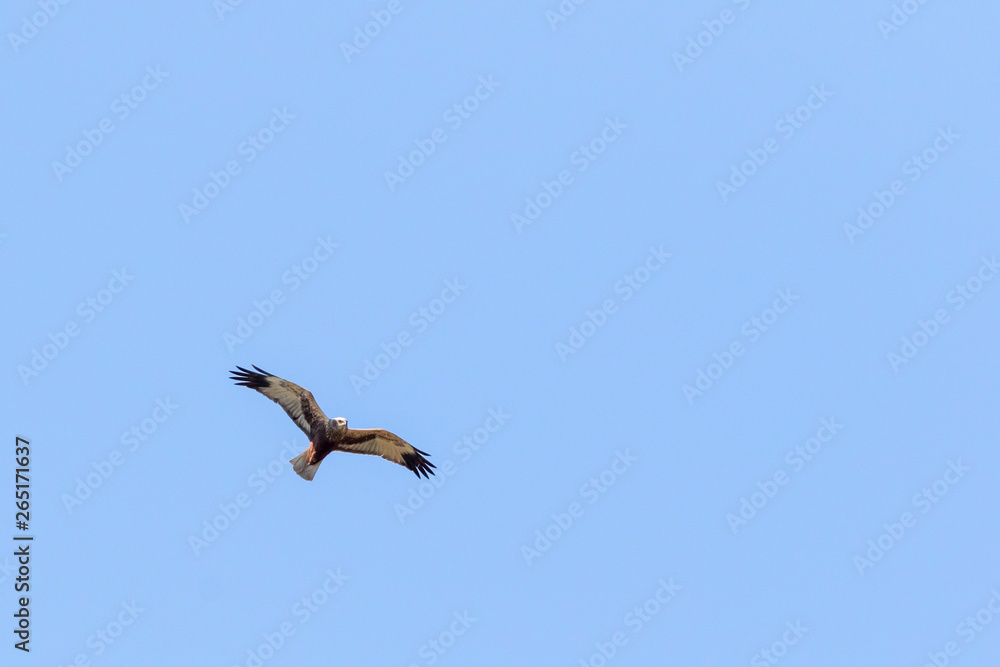 Western marsh harrier (Circus aeriginosus)