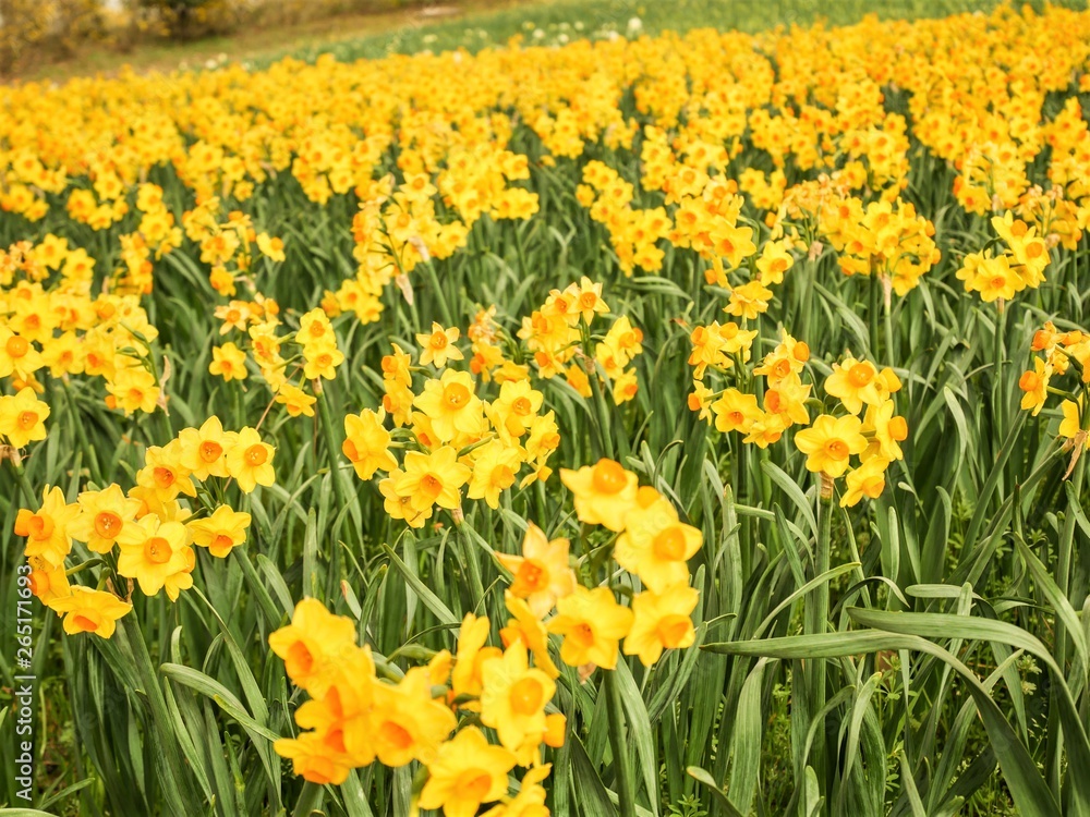 Yellow  Daffodils flower on nature background.Beautiful Daffodils.
