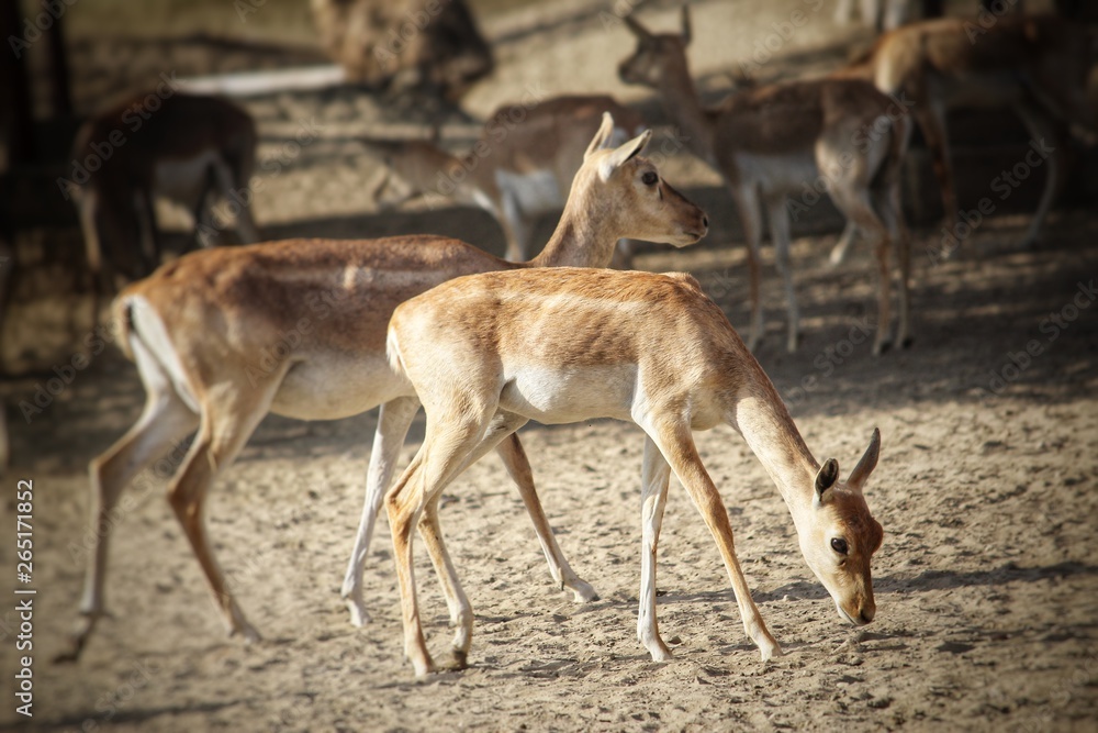 WILDLIFE WILDLIFE