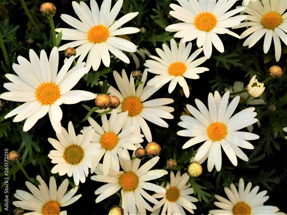 Beautiful daisies in bloom White flower background Beautiful daisies in bloom White flower background