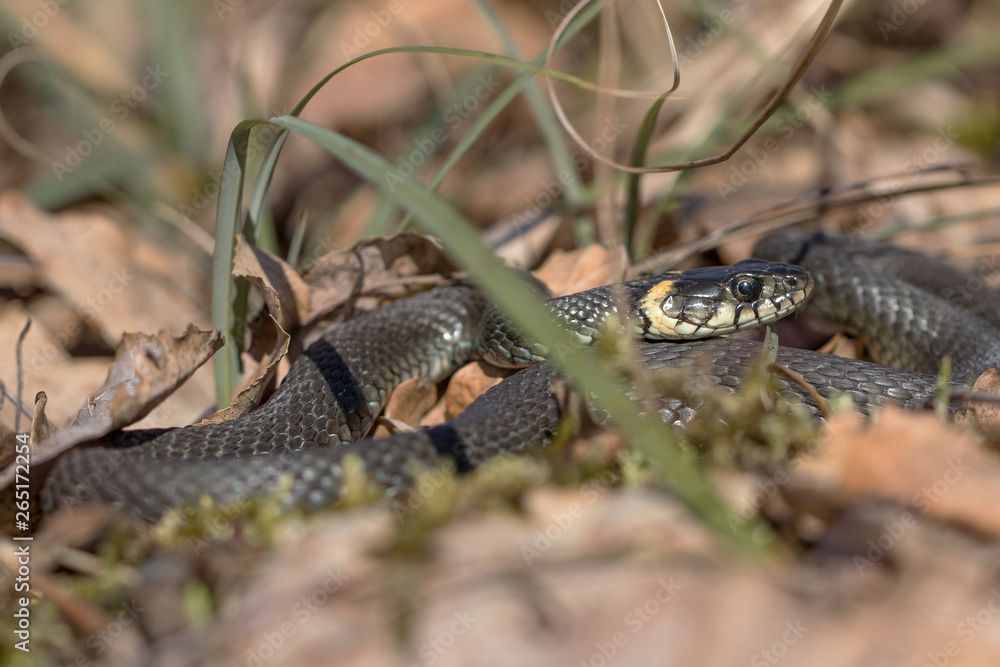 Fototapeta premium Snake Natrix natrix