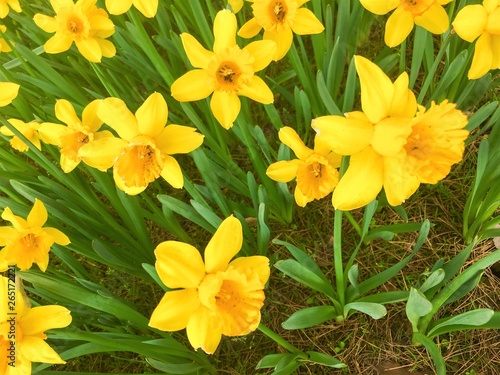 yellow Daffodils   in the park in spring