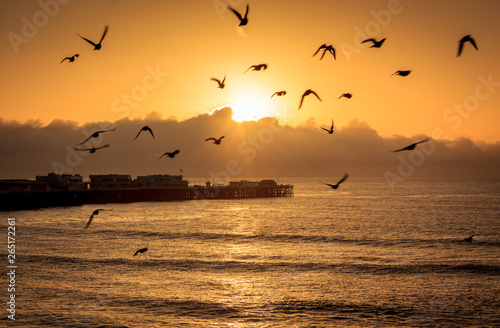Ocean birds at dawn