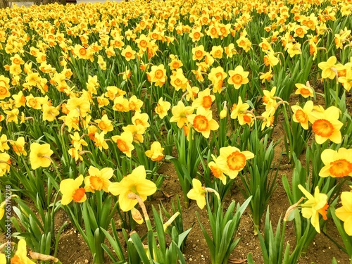 yellow Daffodils in the park in spring