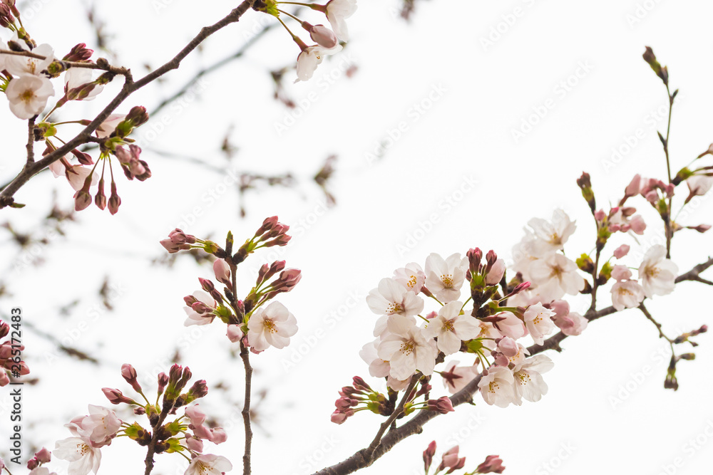 Cherry blossom in spring for background or copy space for text Cherry blossom in spring for background or copy space for text