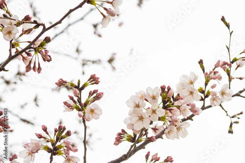 Cherry blossom in spring for background or copy space for text © RobbinLee