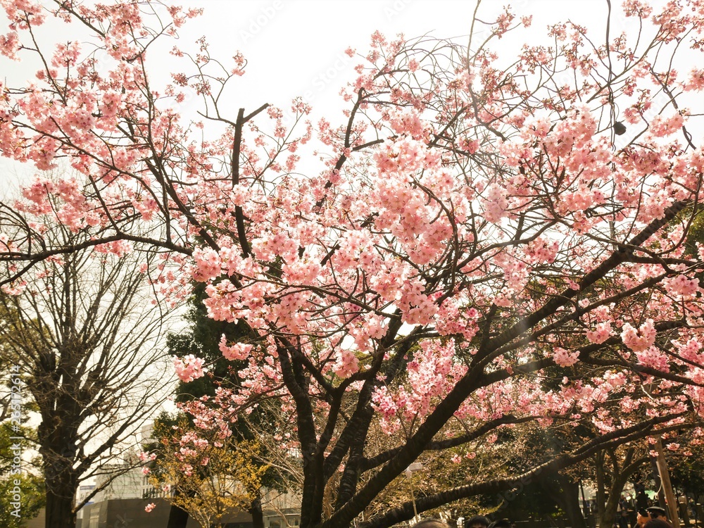 Blooming pink cherry flower of Sakura fullbloom in spring season in japan Blooming pink cherry flower of Sakura fullbloom in spring season in japan