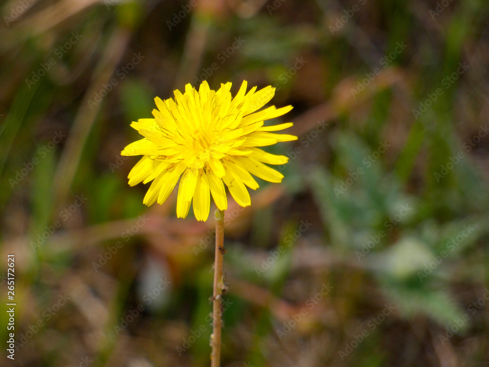 Flores silvestres en primaver