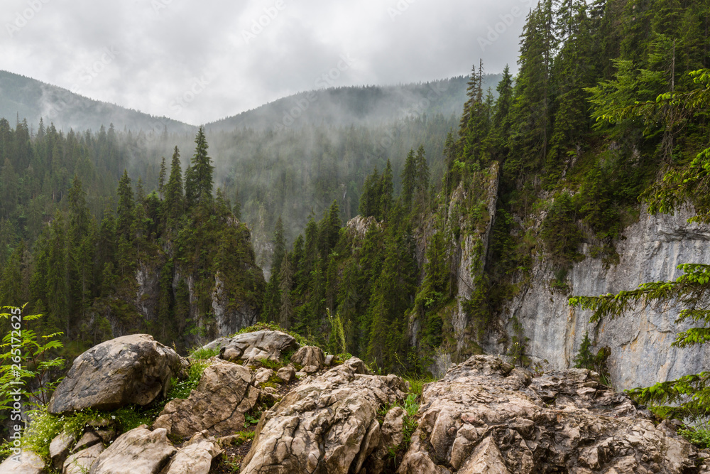Fototapeta premium Fir tree forest in the mountains, on a rainy and cloudy day