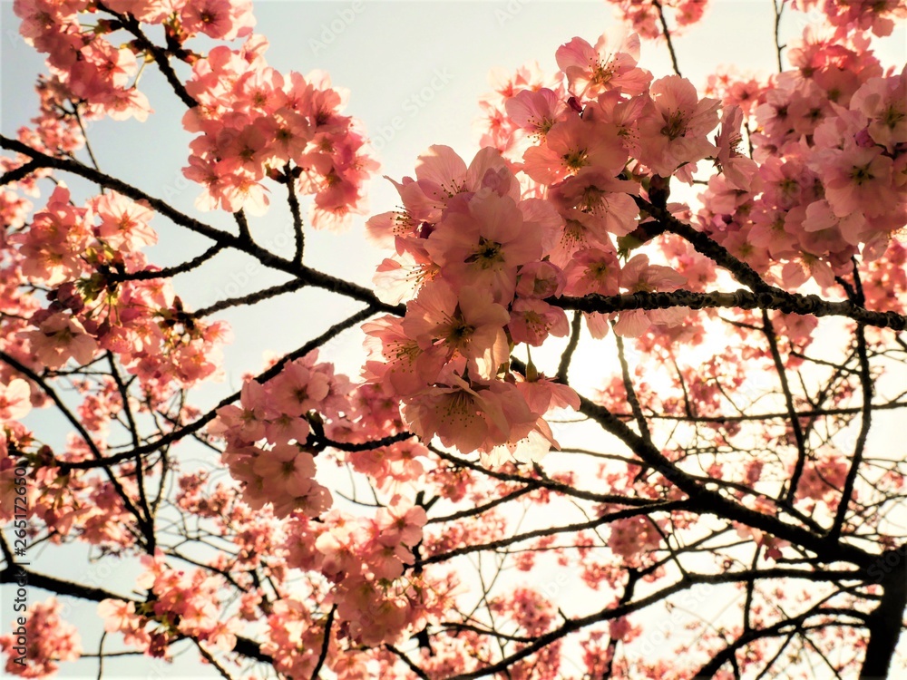 Blooming pink cherry flower of Sakura fullbloom in spring season in japan Blooming pink cherry flower of Sakura fullbloom in spring season in japan