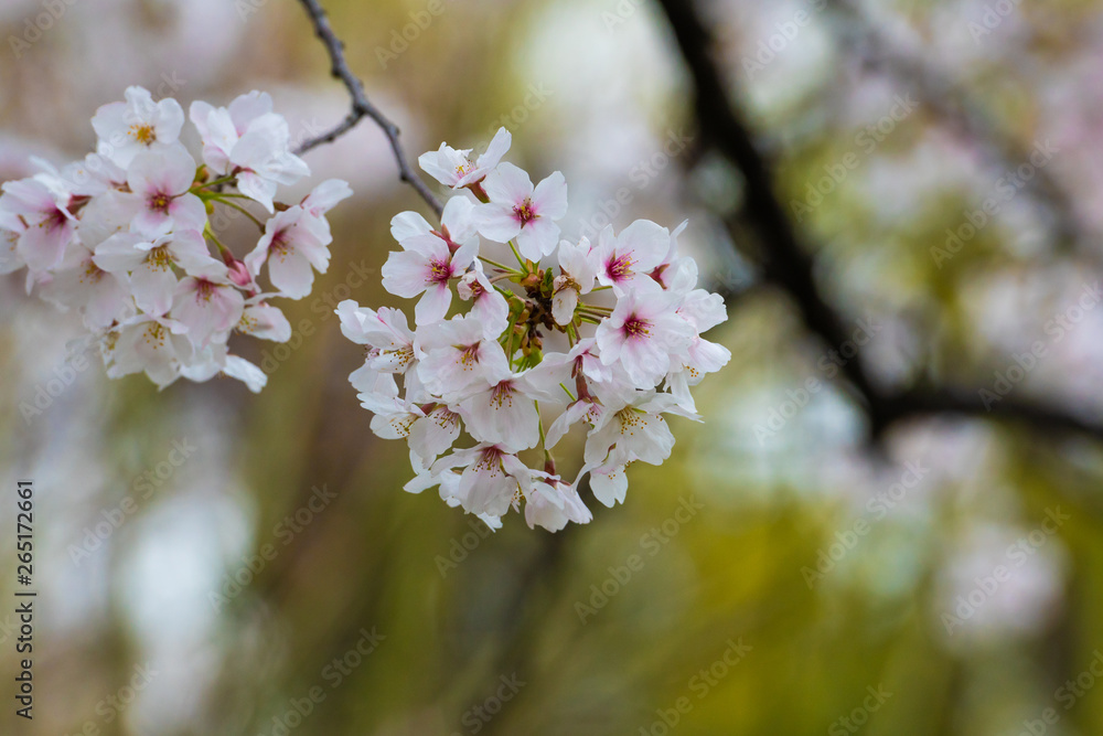 Fototapeta premium Cherry blossom in spring for background or copy space for text