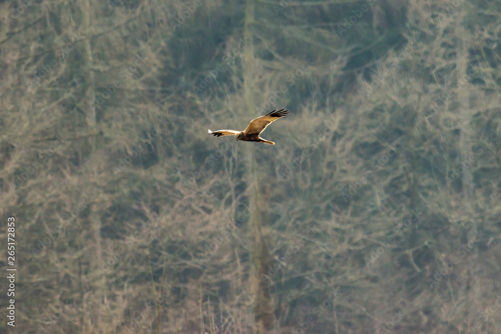 Western marsh harrier (Circus aeriginosus)