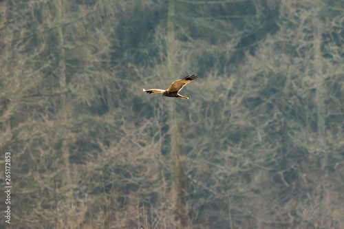 Obraz na płótnie Western marsh harrier (Circus aeriginosus) w salonie