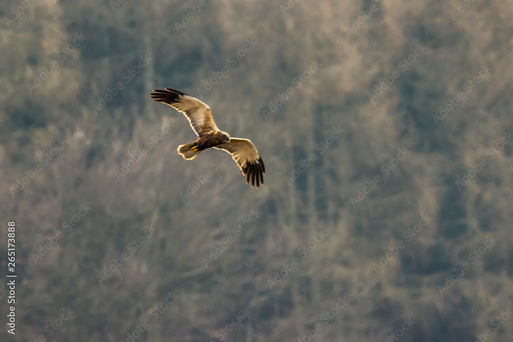 Western marsh harrier (Circus aeriginosus)